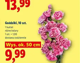 Lidl Goździki 10-pak oferta