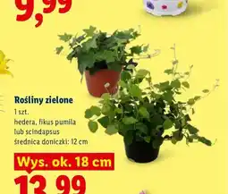 Lidl Roślina zielona Hedera oferta