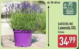 ALDI GARDENLINE Lawenda XXL Sztuka oferta