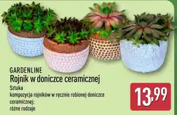 ALDI GARDENLINE Rojnik w doniczce ceramicznej oferta