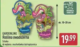 ALDI GARDENLINE Roślina owadożerna oferta