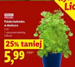 Lidl Polska kolendra w doniczcze oferta