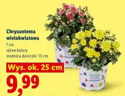 Lidl Chryzantema wielokwiatowa oferta