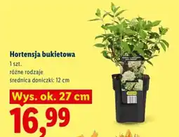 Lidl Hortensja bukietowa oferta