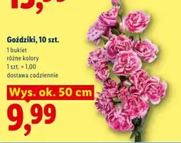 Lidl Goździki oferta