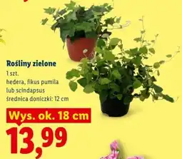 Lidl Rośliny zielone oferta