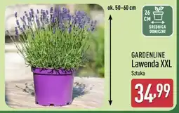 ALDI GARDENLINE Lawenda XXL oferta
