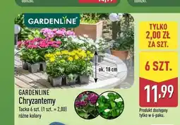 ALDI Chryzantemy GARDENLINE oferta