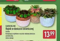 ALDI Rojnik w doniczce ceramicznej GARDENLINE oferta