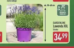 ALDI Lawenda XXL GARDENLINE oferta