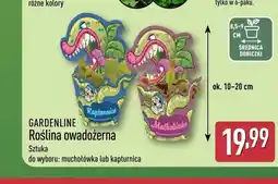 ALDI Roślina owadożerna muchołówka GARDENLINE oferta