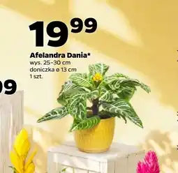 Netto Roślina doniczkowa oferta
