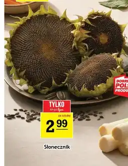 Gram Market Słonecznik polski oferta