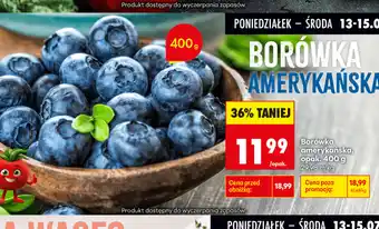 Borówka amerykańska