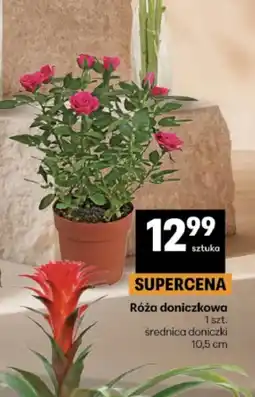 Delikatesy Centrum Róża doniczkowa oferta