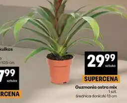 Delikatesy Centrum Guzmania ostra mix oferta