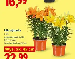 Lidl Lilia azjatycka czerwona oferta