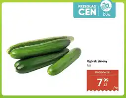 Dino Ogórek zielony luz oferta
