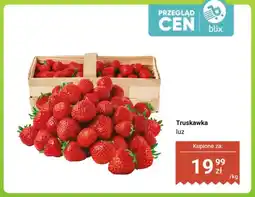 Dino Truskawka luz oferta