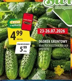 Arhelan Ogórek gruntowy polski oferta