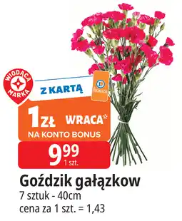 E.Leclerc Goździk gałązkowy oferta