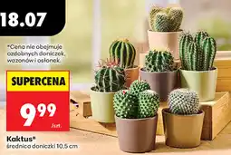 Biedronka Kaktus* oferta