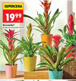 Biedronka Bromelia oferta
