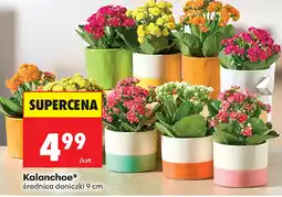 Biedronka Kalanchoe* oferta