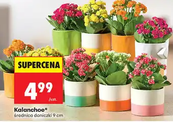 Biedronka Kalanchoe* oferta