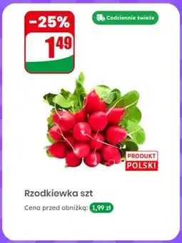 Dino Rzodkiewka polska oferta