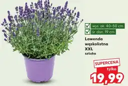 Kaufland Lawenda wąskolistna XXL oferta
