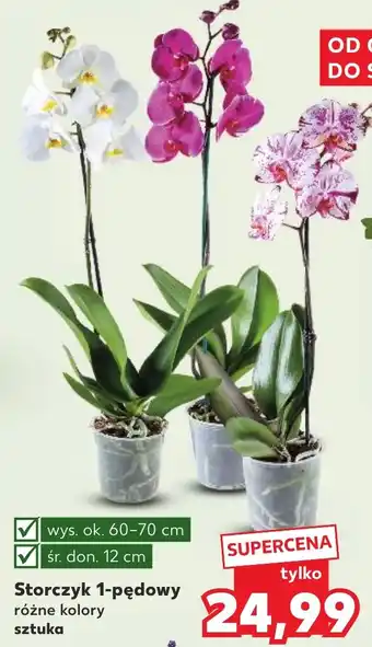 Kaufland Storczyk 1-pędowy oferta