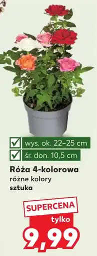 Kaufland Róża 4-kolorowa oferta