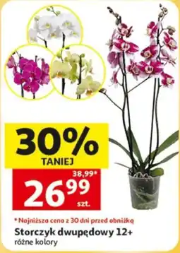 Auchan Storczyk dwupędowy oferta