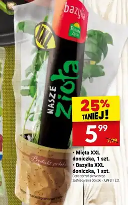 Twój Market Mięta/Bazylia XXL doniczka oferta