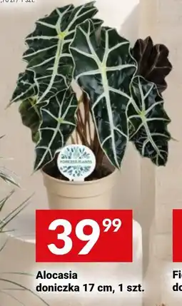 Twój Market Alocasia doniczka oferta