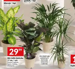Twój Market Mix roślin doniczka oferta