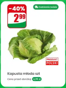 Dino Kapusta młoda polska oferta