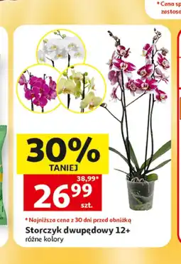 Auchan Storczyk oferta