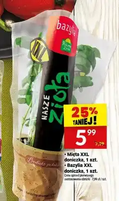 Twój Market Mięta XXL doniczka oferta