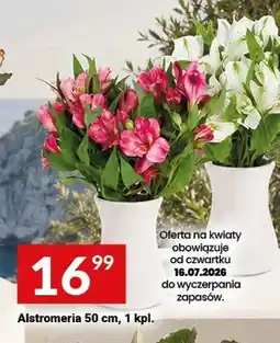 Twój Market Alstromeria oferta