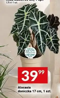 Twój Market Alocasia doniczka oferta