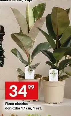 Twój Market Ficus elastica doniczka oferta