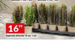 Twój Market Euphorbia doniczka oferta