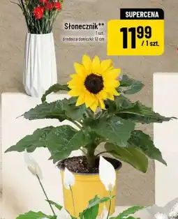 Polomarket Słonecznik oferta