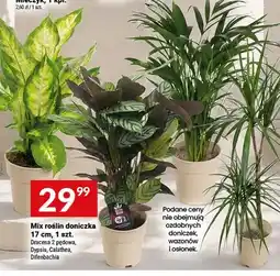 Twój Market Mix roślin doniczka Dracena 2 pędowa oferta