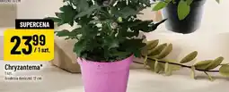 Polomarket Chryzantema oferta