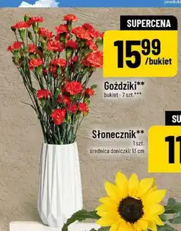 Polomarket Goździki oferta