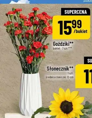 Polomarket Goździki oferta