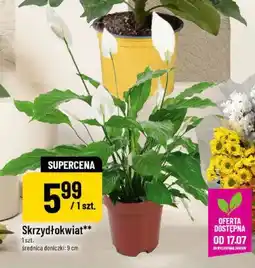 Polomarket Skrzydłokwiat oferta